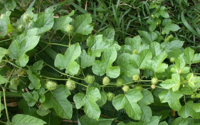 Lạc tiên là một loại cây dây leo thường mọc hoang ở vùng đồi núi hoang dã. Đây cũng là một trong những loại dược liệu tự nhiên thường được dùng để trị mất ngủ hiệu quả. Cây còn có tên gọi khác là dây chùm bao, cây nhãn lồng, dây bầu đường, tây phiên liên. Nhãn lồng có tên khoa học là Passiflora foetida L., thuộc họ Passifloraceae. Đặc điểm của cây lạc tiên Cây thuộc dạng cây dây leo, xung quanh thân có nhiều tua cuốn và trong dây rỗng. Nhìn thoáng qua trông rất giống dây mướp, toàn thân có lông tơ mềm, nhỏ. Cây lạc tiên hay còn gọi là rau lạc tiên, được dân gian ứng dụng rộng rãi trong chế biến các món ăn. Lạc tiên khô có màu vàng nâu, được dùng làm thuốc chữa bệnh. Bộ phận dùng, thu hái, sơ chế và bảo quản lạc tiên Bộ phận được dùng làm dược liệu Đây là một loại thảo dược lành tính. Vì vậy hầu hết các bộ phận của cây đều có thể được thu hái về làm thuốc hoặc chế biến món ăn. Điển hình như dây (thân), lá, hoa, quả. Tuy nhiên, trừ phần rễ hay củ lạc tiên ra là không thể sử dụng được. Thu hái, sơ chế Có thể thu hái dược liệu vào bất kỳ thời điểm nào trong năm. Tuy nhiên, người ta thường thu hoạch nó vào mùa xuân là tốt nhất. Dược liệu sau khi được đem về, mang rửa sạch, cắt ngắn thành từng khúc rồi đem phơi hoặc sấy khô. Bảo quản Dược liệu sau khi phơi khô cho vào túi nilong bảo quản nơi khô ráo, thoáng mát. Hoặc nơi có độ ẩm trung bình dưới 12%. Cây lạc tiên trị mất ngủ, khó ngủ. Lạc tiên hay còn gọi là cây chùm bao, nhãn lồng Một số bài thuốc và cách dùng từ cây lạc tiên Cải thiện chứng suy nhược thần kinh, mất ngủ ... Điều trị chứng ghẻ ngứa, viêm da. ... Cải thiện chứng bệnh lỵ ... Hỗ trợ tim mạch, thư giãn thần kinh. ... Thanh nhiệt, giải độc cơ thể ... Chữa trị lở loét, phù thũng. ... Chữa ho khan. ... Bổ sung nhiều vitamin. Lạc tiên giúp an thần, thanh tâm, dưỡng can, thanh nhiệt, giải độc, lợi tiểu, chỉ thống. Lạc tiên điều trị mất ngủ rất hiệu quả, hay nằm mơ Lạc tiên giải nhiệt độc, làm mát gan Lạc tiên điều trị viêm da, mụn mủ, ghẻ ngứa. Lạc tiên điều trị suy nhược thần kinh, tim hồi hộp Tác dụng đối với sự đau nhức ở người già, phụ nữ đau do chứng hành kinh sớm Điều trị đau bụng do nhiệt táo, ho do phế nhiệt Điều trị phù thũng, bạch trọc Lạc tiên có tác dụng giảm stress, mệt mỏi Cách chế biến cây lạc tiên thành thuốc Sau khi hái về, rửa sạch, thái ngắn Sau đó sấy hoặc phơi khô, cho vào túi nilon để bảo quản và sử dụng dần