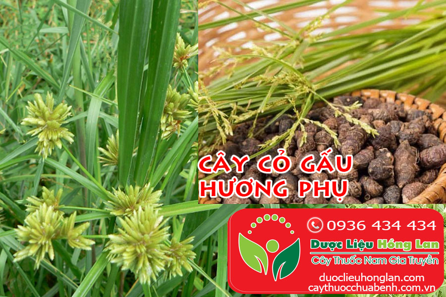 Cây cỏ gấu là loại cây được mọc hoang ở khắp các tỉnh đồng bằng ở nước ta. Và nhiều nhất là ở quanh các bờ ruộng hay bên ven đê, và đặc biệt vào mùa đông hanh khô thì có rất nhiều loại cây cỏ gấu này mọc hoang.
Và ở nước ta loại cây cỏ gấu này được coi như là một loại cỏ dại gây hại đối với mùa màng , và đặc biệt là những người dân trồng các loại cây lương thực. Cây thuốc cỏ gấu có hệ rễ và phát triển thành dạng củ, và các loại thuốc diệt cỏ này hầu như đều không thể diệt trừ tận gốc các loài cỏ dại này, bởi vì các loại thuốc diệt cỏ thì chỉ có tác dụng làm cháy phần lá, nhưng còn phần củ trong lòng đất thì hầu như không thể diệt bỏ được hoàn toàn.
Cách đây khoảng 2 năm đã có một hiện tượng rất đặc biệt đó là: Thương lái ở Trung Quốc tiến hành thu mua loại cây cỏ gấu với số lượng cực lớn tại một số tỉnh ở miền Bắc nước ta. Và họ mua tới hàng trăm tấn cỏ khô với những giá bán khá cao để về chế biến thành dược liệu. Và điều này đủ để biết tầm quan trọng của vị thuốc này trong y học Trung Hoa.
