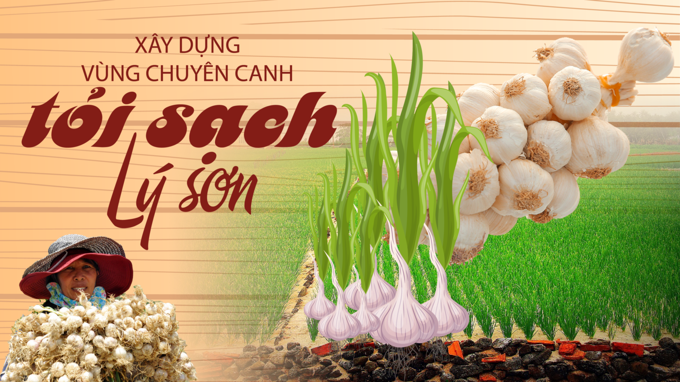 Tỏi Lý Sơn là một thương hiệu địa lý nổi tiếng của tỏi trồng tại huyện đảo Lý Sơn, tỉnh Quảng Ngãi, nổi bật với hương vị cay nồng, ngọt nhẹ và thơm đặc trưng, không bị hôi miệng sau khi ăn. Tỏi có hai loại chính: tỏi nhiều tép và tỏi cô đơn (tỏi một tép), và được trồng trên lớp cát trắng mịn hình thành từ hoạt động núi lửa, mang lại nhiều công dụng tốt cho sức khỏe như giảm mỡ máu, tăng cường miễn dịch và hỗ trợ tiêu hóa.
Đặc điểm nhận biết
Hương vị: Cay nồng, thơm và có vị ngọt nhẹ, không gây hôi miệng sau khi ăn.
Màu sắc: Củ tỏi có màu trắng, vỏ nhạt, không bóng như các loại tỏi khác.
Kích thước: Củ tỏi có kích thước nhỏ, nhiều vân nhỏ và ít nổi bật.
Loại tỏi:
Tỏi nhiều tép: Có từ 12 đến 20 tép, củ nhỏ.
Tỏi cô đơn: Hay tỏi một tép, loại tỏi này có dưỡng chất cô đặc hơn, hàm lượng dược chất cao.
Lý do tỏi Lý Sơn đặc biệt
Vùng đất độc đáo: Tỏi được trồng trên lớp cát trắng tinh khiết, được hình thành từ hoạt động núi lửa cổ.
Quy trình canh tác: Người dân Lý Sơn sử dụng phương pháp đẩy cát xuống đảo, sau đó thuê người hút cát lên để tiếp tục trồng tỏi cho vụ mới, tạo ra một môi trường canh tác độc đáo.
Tinh chất cao: Tỏi cô đơn có hàm lượng dưỡng chất cao do sự phát triển của một tép tỏi duy nhất, mang lại nhiều công dụng tốt cho sức khỏe.
Công dụng
Tỏi Lý Sơn được biết đến với nhiều lợi ích cho sức khỏe như:
Giảm cholesterol, mỡ máu.
Hỗ trợ hệ tiêu hóa, giúp ăn ngon miệng.
Tăng cường sức đề kháng.
Giảm căng thẳng, cải thiện giấc ngủ.
Chống oxy hóa, giúp làm trẻ hóa làn da.
Hỗ trợ chức năng thận và kiểm soát tiểu đường.