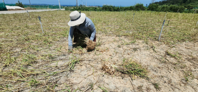 Nghề trồng tỏi ở Lý Sơn có từ hơn 150 năm trước, nhưng chỉ phát triển mạnh từ những năm 1990 khi người dân chuyển đổi từ trồng lạc sang tỏi do lợi nhuận cao hơn. Từ vài chục ha ban đầu, diện tích trồng tỏi tăng dần lên 200 ha vào năm 2010, rồi 300 ha như hiện nay với sản lượng trên 2.000 tấn mỗi năm. Dù là đặc sản, tỏi Lý Sơn vẫn quẩn quanh trong vòng "được mùa mất giá, được giá mất mùa". Vụ tỏi mất 6-7 tháng mới thu hoạch, nếu thuận lợi, mỗi sào thu 600-700 kg, nhưng năm mất mùa chỉ còn 200-300 kg. Giá tỏi khô biến động mạnh theo chu kỳ: năm 2018 và 2022, khi sản lượng thấp do hạn hán, giá lên đỉnh 220.000 đồng/kg; còn năm 2019 và 2023, sản lượng dồi dào khiến giá rớt xuống chỉ còn 30.000-40.000 đồng/kg. "Không ai muốn bỏ nghề, nhưng không đủ ăn, đời sống bấp bênh, nhiều người đành đi biển hoặc ra đất liền làm thuê. Tôi cũng từng như thế", Nguyễn Văn Nhật (sinh năm 1989), nhà sáng lập công ty Phú Sinh, nhớ về nỗi đau của 10 năm trước. Nỗi đau này cũng chính là điểm bắt đầu cho hành trình nâng tầm cây tỏi Lý Sơn mà 8x theo đuổi suốt thập niên qua. Tìm lối thoát "được mùa mất giá" Sinh ra tại Lý Sơn, đến khi tốt nghiệp cấp ba, Nhật rời quê làm thợ điện tại Đà Nẵng. Năm 2014, khi Lý Sơn vừa hòa lưới quốc gia, mở ra cơ hội phát triển kinh tế mới cho đảo, anh quyết định trở về quê phát triển nghề nghiệp và phụ giúp gia đình tiếp quản cơ sở mua bán hành tỏi. Những ngày đầu trở về quê, thời điểm giáp vụ thu hoạch tỏi, Nhật chứng kiến cảnh hàng chục tấn tỏi chất đống, giá rớt thê thảm. "Đặc sản của quê hương mà nằm lăn lóc, trong khi người tiêu dùng ở thành phố sẵn sàng trả giá cao cho tỏi Lý Sơn thật. Vấn đề là không có thương hiệu, không có chứng nhận chất lượng, không có kênh phân phối", anh nhớ lại.