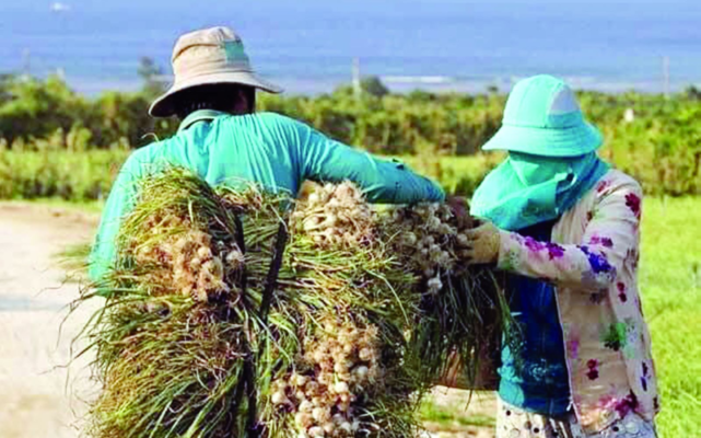 Sinh ra và lớn lên trên đảo Lý Sơn (huyện Lý Sơn, tỉnh Quảng Ngãi), Nguyễn Văn Nhật (sinh năm 1989) quá hiểu nỗi vất vả của người dân nơi đây khi điệp khúc “được mùa mất giá” bủa vây. Làm thế nào để tỏi Lý Sơn có thương hiệu, vươn ra thị trường trong và ngoài nước, giữ được người dân sống và làm giàu từ tỏi, một câu hỏi không dễ trả lời, đã và đang được chàng thanh niên đất đảo… “giải mã”. Xây dựng thương hiệu và nâng cao chất lượng sản phẩm Chàng trai Nguyễn Văn Nhật đã nói với chúng tôi như vậy, trước khi anh kể về hành trình “ăn ngủ” với tỏi, xây dựng thương hiệu tỏi Lý Sơn nói chung và tỏi Phú Sinh nói riêng, kết nối với thị trường trong nước và “chắp cánh” cho tỏi Lý Sơn “bay” ra thị trường quốc tế… Tốt nghiệp THPT, Nhật không thi Đại học mà chọn lên đường nhập ngũ, để trở thành một quân nhân. “Trải qua môi trường quân đội, khiến tôi trưởng thành hơn, thêm yêu mảnh đất thiêng liêng của tổ quốc mình, khiến tôi càng quyết tâm phấn đấu, tìm mọi cách để có thể đóng góp xây dựng huyện đảo ngày một lớn mạnh” – Nhật chia sẻ.