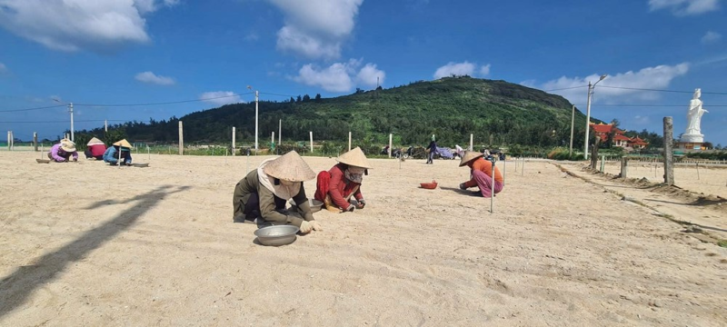 Anh Nguyễn Văn Nhật, Giám đốc Công ty Phú Sinh có đóng góp lớn giúp tỏi Lý Sơn phát triển bền vững theo chuỗi liên kết, nâng cao thu nhập nông dân.